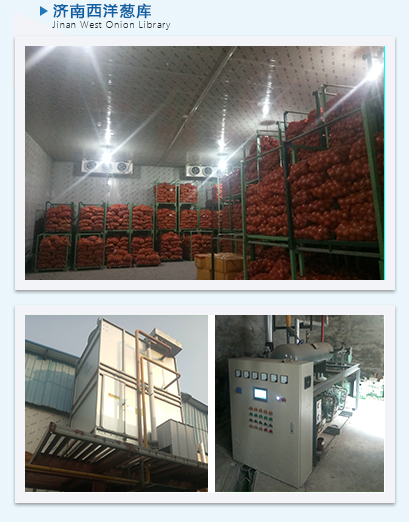济南西洋葱库